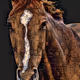 Horses For Courses