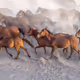 Horses_in_Cappadocia