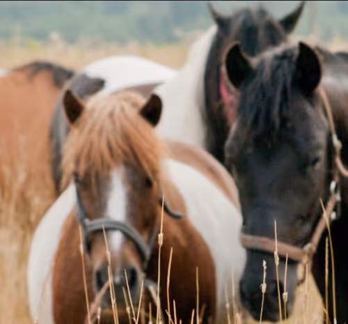 Horses in pictures