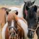 Horses in pictures