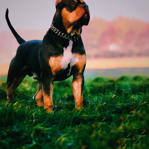 hound of hell
