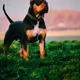 hound of hell
