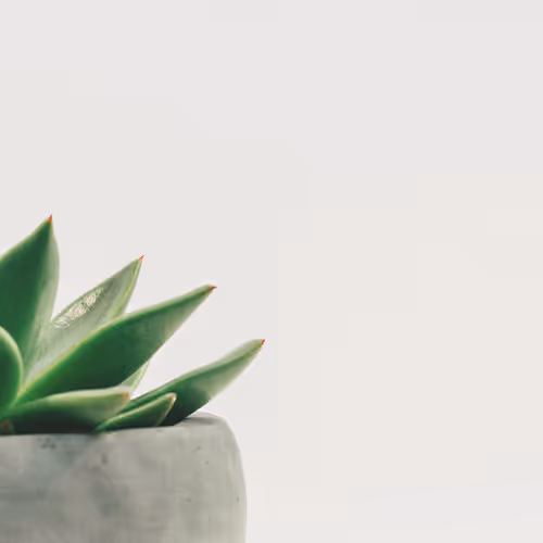 Houseplant X