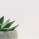 Houseplant X