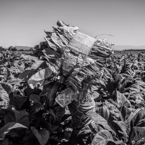 Huicholes del Tabaco - old