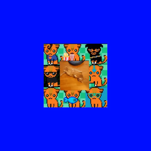 Human cat collection