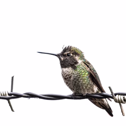 Hummingbird Life - old