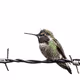 Hummingbird Life - old