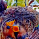 Hungry birds - old