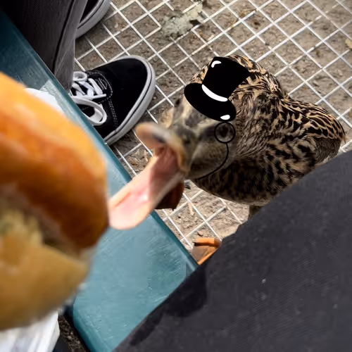 Hungry Duck Collection