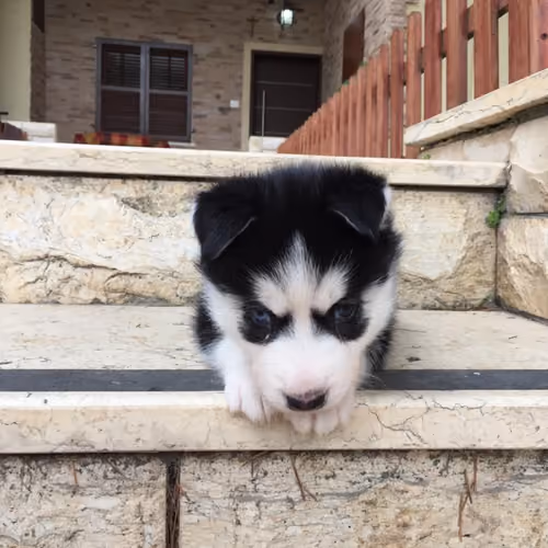 HuskyPUPS