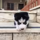 HuskyPUPS