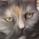 HUTE NEKO