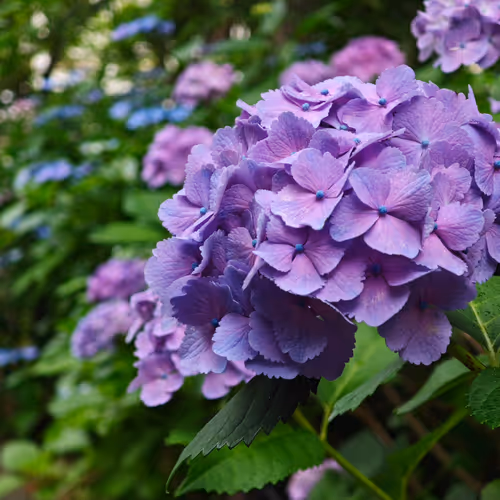 hydrangea