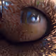 hyjnesha