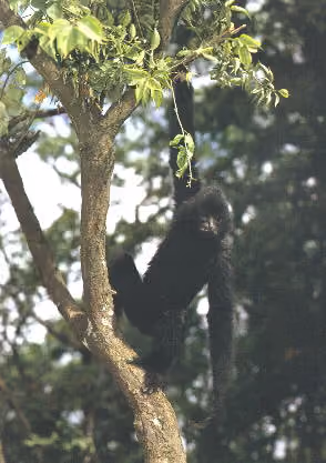 Hylobates concolor