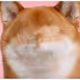 Hypnodoge