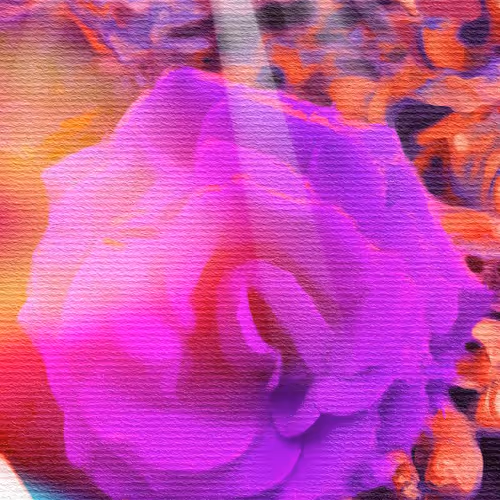 Hypnotic Rose