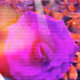 Hypnotic Rose