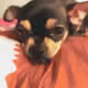 I love Pet