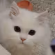 I Magic Cat 2