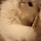I MagicCat