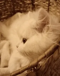 I MagicCat