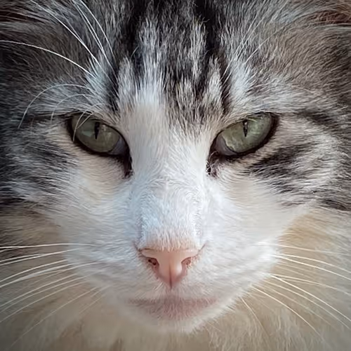 Cat photos and sketches with inspirational quotes