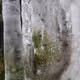Ice on Moss