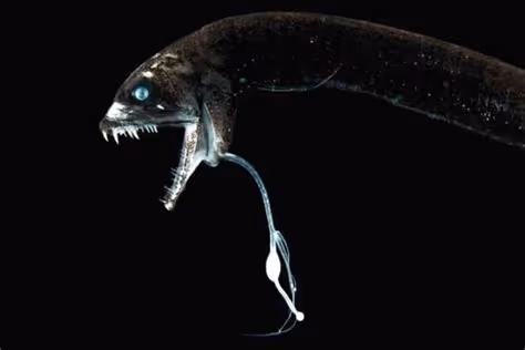Idiacanthus antrostomus