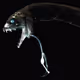 Idiacanthus antrostomus