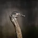 Crypto Animals (2022) Collection