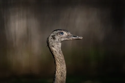 Crypto Animals (2022) Collection