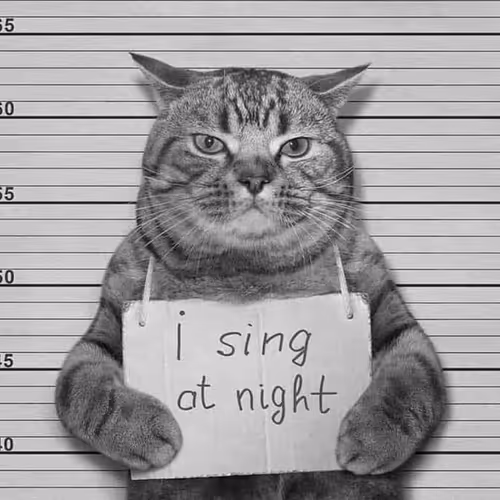 Illegal Kitties
