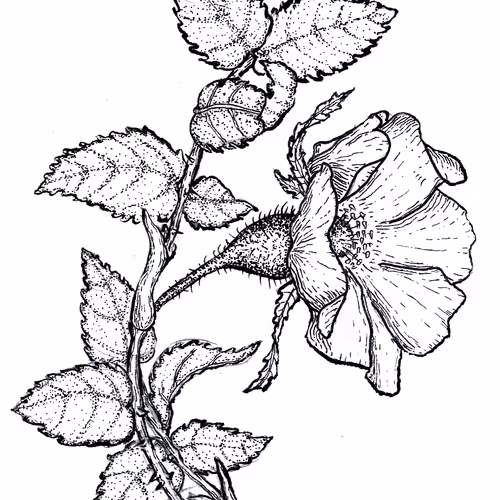 Illustrated by hand