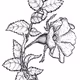 Illustrated by hand