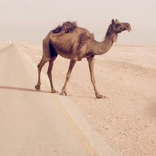 i luv KSA - old
