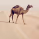 i luv KSA - old