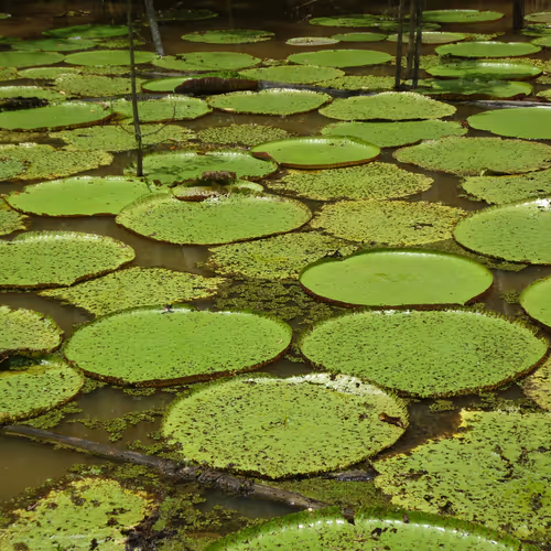 Images of Nature for Humanity