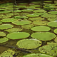 Images of Nature for Humanity