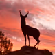 Images of Wyoming