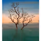 Imagination. Oil arts