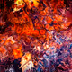 In Abstractia