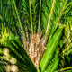 In The Eye Of The Palm