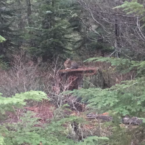 In The Wild Washington Mountains