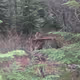 In The Wild Washington Mountains