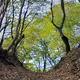 Inbetween the Trees