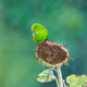 Indian Wild Stories - old V2
