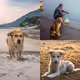 Indian Street Dogs V2 - old