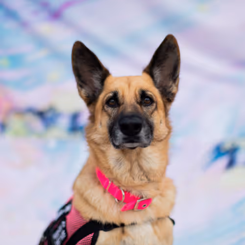 Indie the Colourful Dog